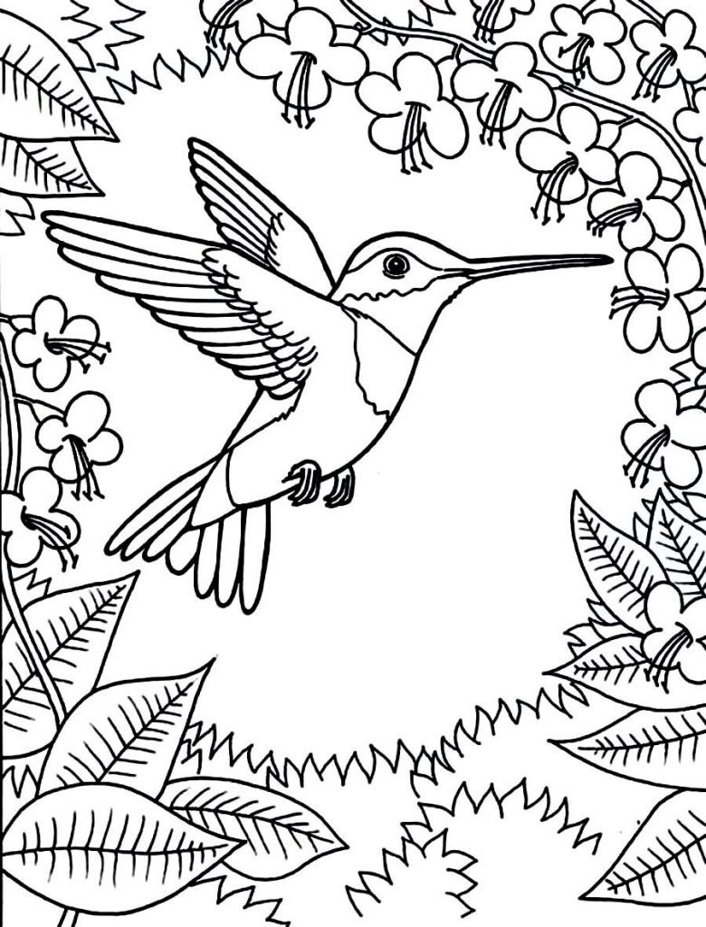 Hummingbird Coloring Pages